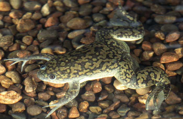 African Clawed Frog Availability of Food Sources