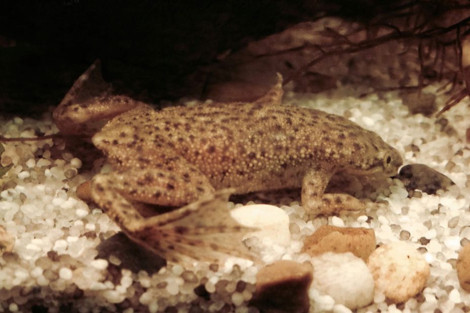 African Clawed Frog Bloat