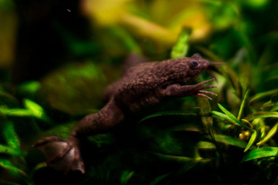 African Clawed Frog Care