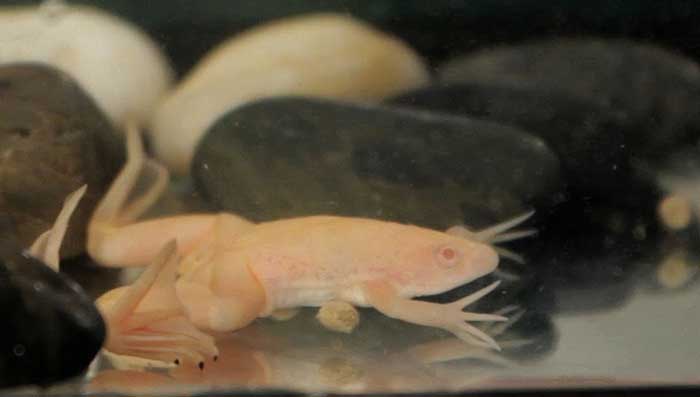 African Clawed Frog Chances of Reproduction