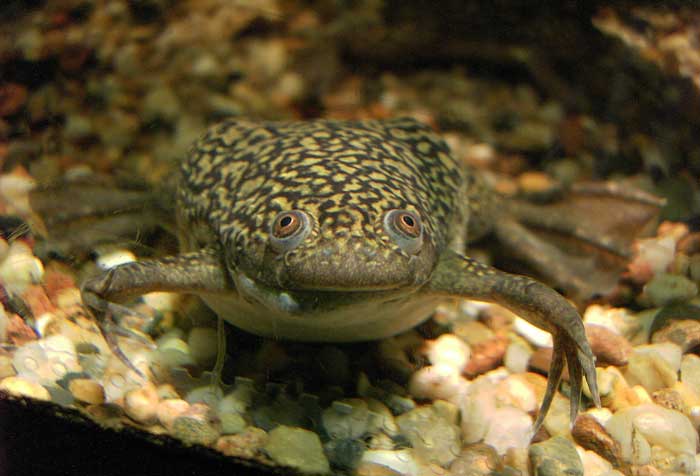 African Clawed Frog Habitat Environment