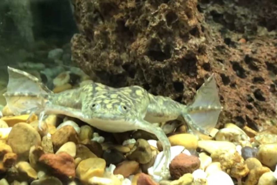 African Clawed Frog Lifespan