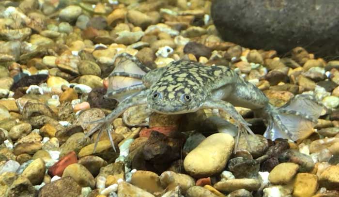 African Clawed Frog Lifespan