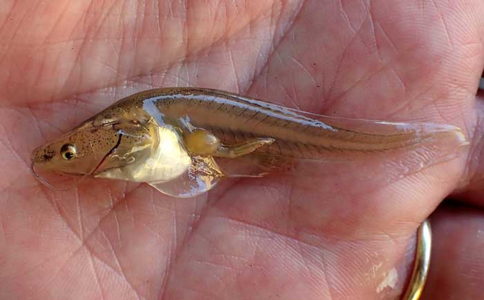 African Clawed Tadpole