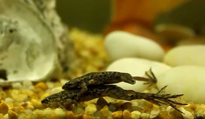 African Dwarf Frog Breeding