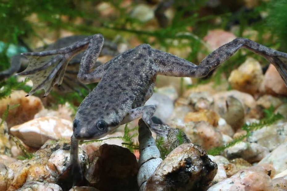 African Dwarf Frog Care