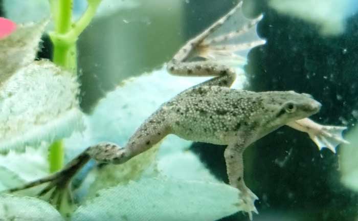 African Dwarf Frog Care