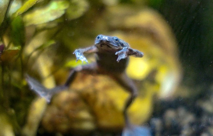 African Dwarf Frog Chytridiomycosis Fungal Infection