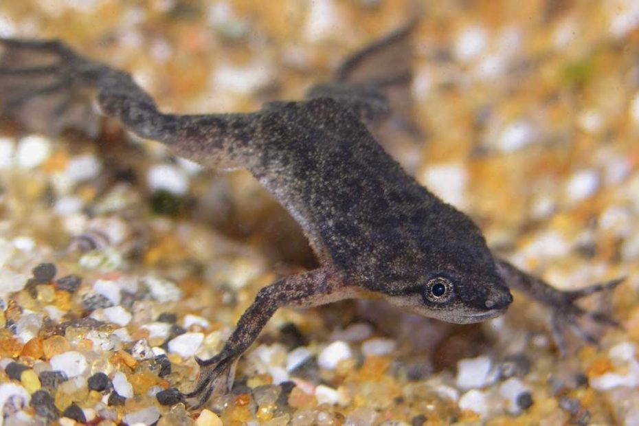 African Dwarf Frog Colors