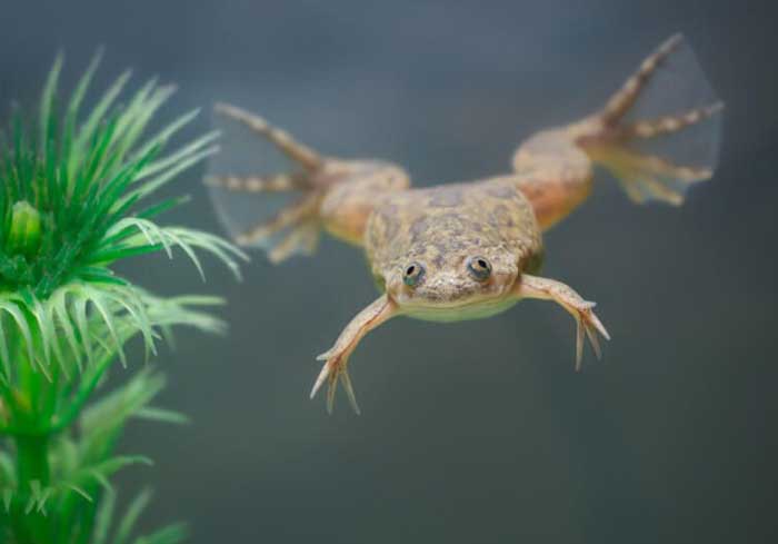 African Dwarf Frog Colors Brown