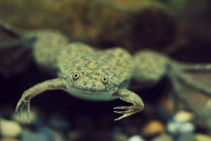 African Dwarf Frog Colors Green