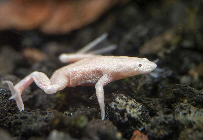 African Dwarf Frog Colors Orange and White