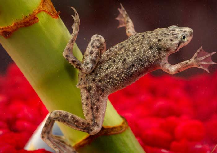 African Dwarf Frog Colors Patterned