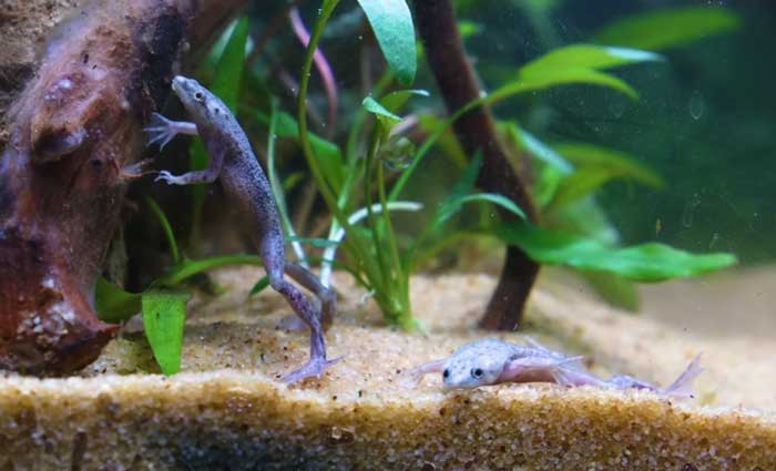 African Dwarf Frog Diet