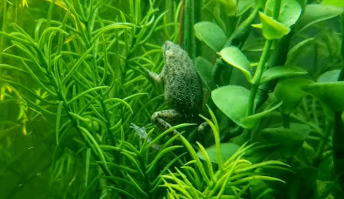 African Dwarf Frog Fungal Infection 101