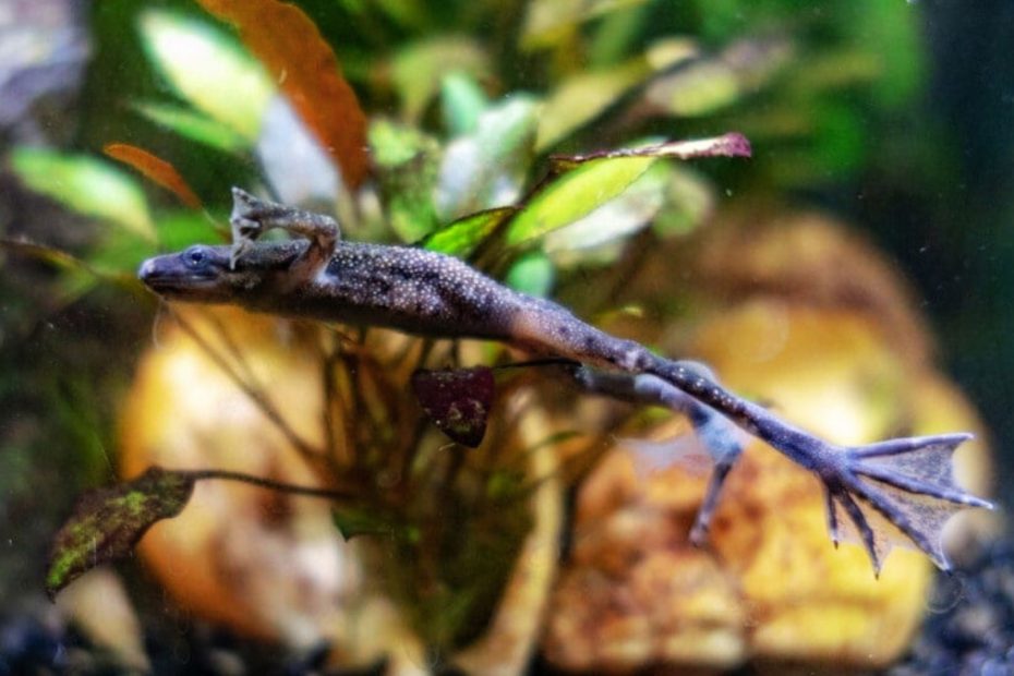 African Dwarf Frog Fungal Infection