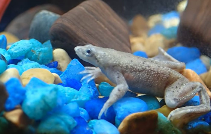 African Dwarf Frog Fungal Infection