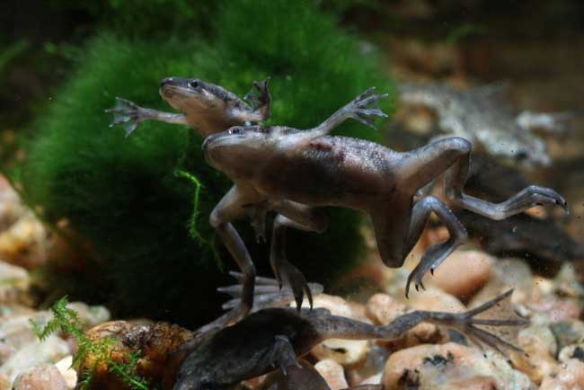 African Dwarf Frog Lifespan