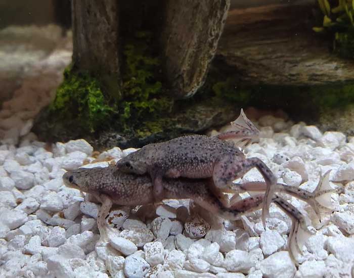 African Dwarf Frog Mating Opportunities