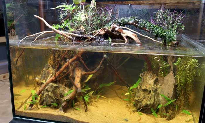 African Dwarf Frog Tank Water Temperature