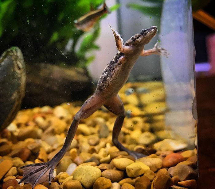 African Dwarf Frog Zygomycosis Infection