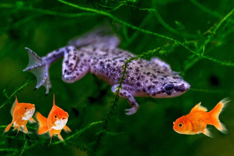 African Dwarf Frog and Goldfish