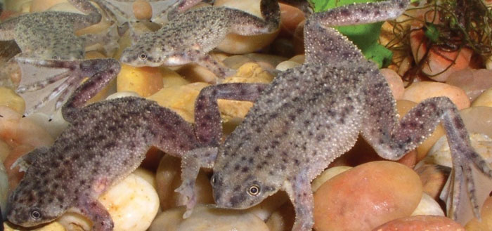 African Dwarf Frogs Bury Themselves