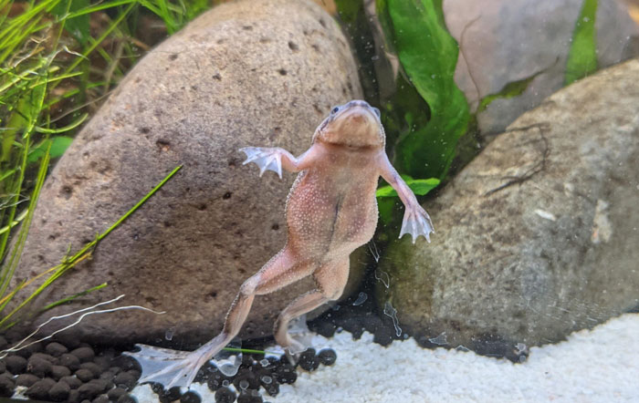 African Dwarf Frogs Color