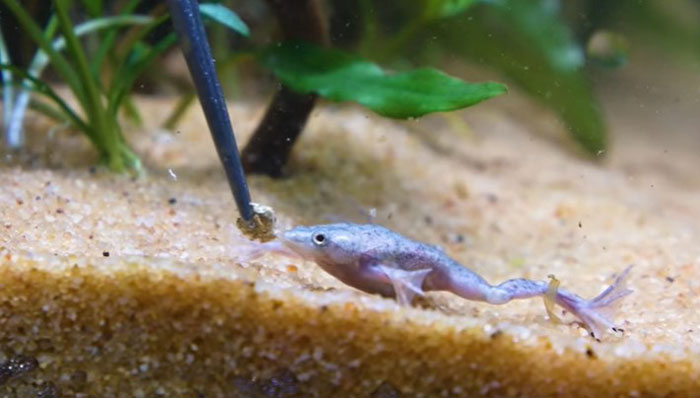 African Dwarf Frogs Feeding Behavior