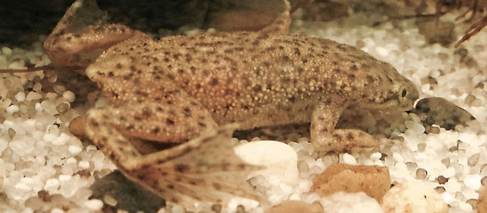 African Dwarf Frogs Feeding Habits