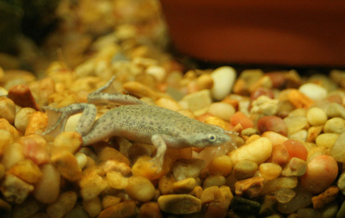 African Dwarf Frogs Habitat Preference