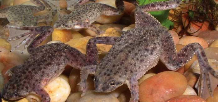 African Dwarf Frogs In Pairs Vs Alone