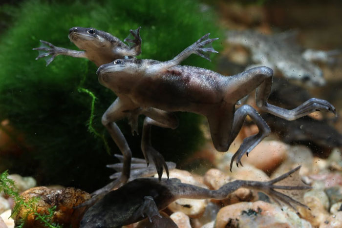 African Dwarf Frogs Skin Structure