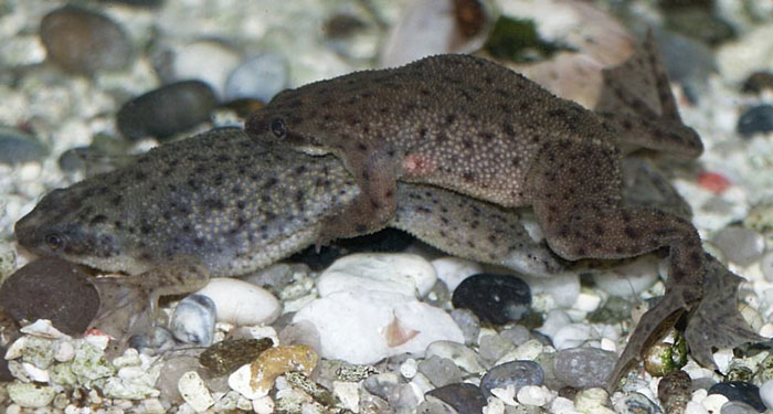 African Dwarf Frogs Social Preference