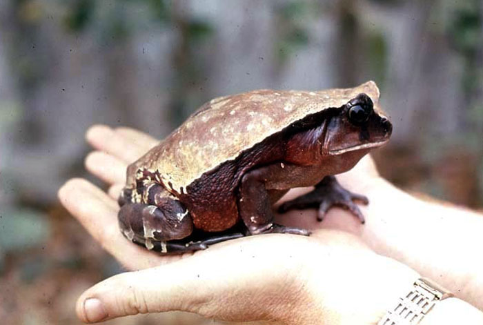 African Giant Toad Lifespan