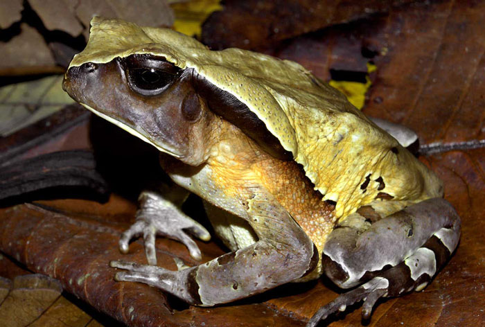 African giant toad behavior