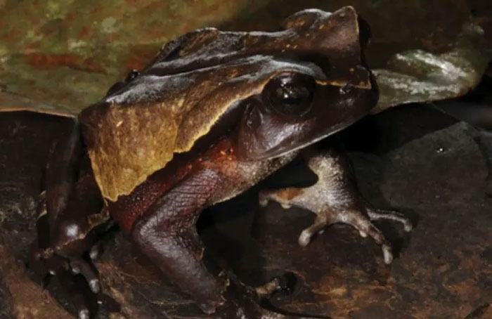 African giant toad diet