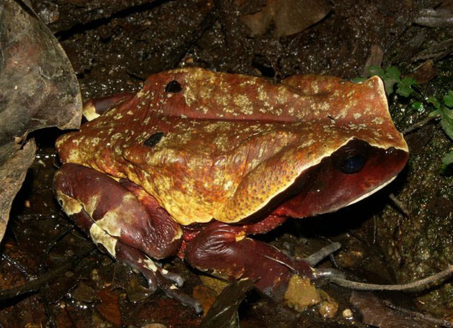 African giant toad physical appearance