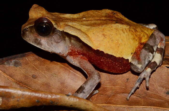 African giant toad size