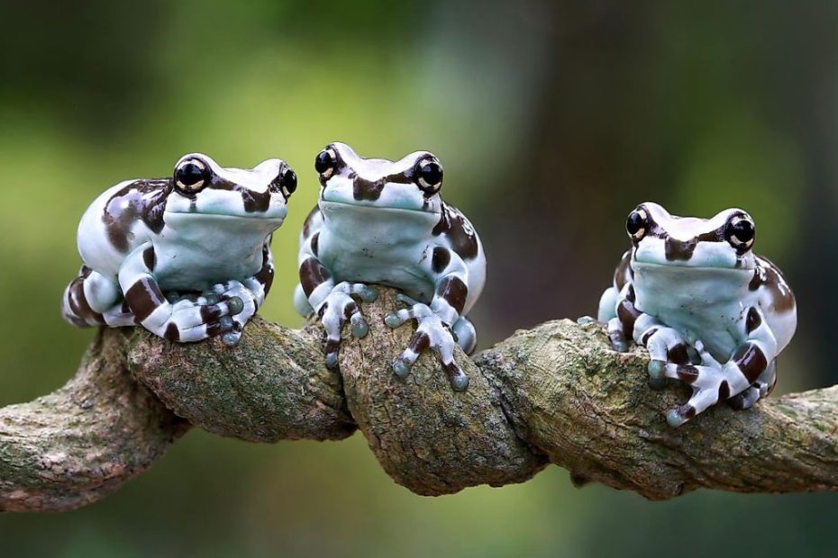 Amazonian Milk Toad