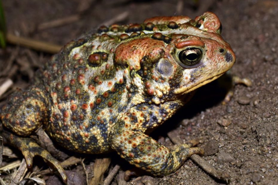 American Toad