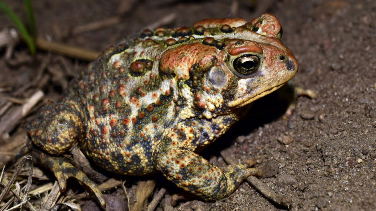 American Toad: A Hidden Gem of North American Wildlife