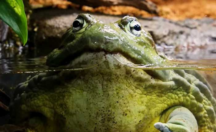 An African Bullfrog Tank