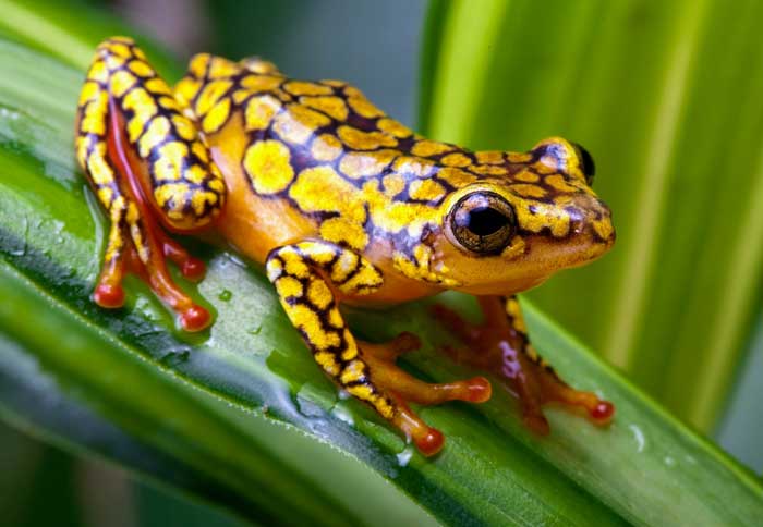 Are harlequin toads poisonous