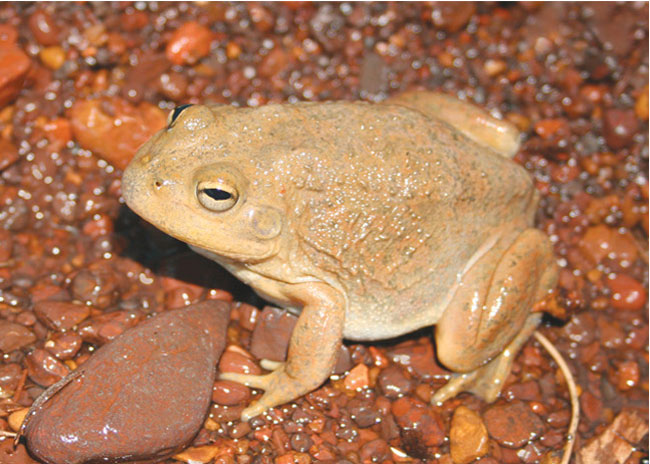 Are water-holding frogs poisonous