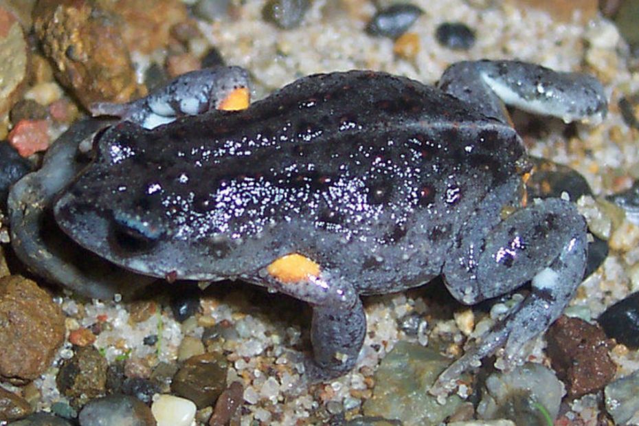 Australian Toadlets