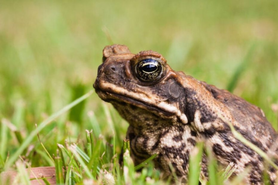 Australia's Cane Toads