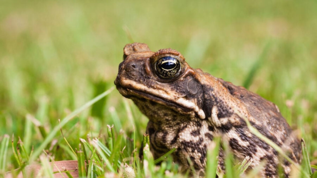 Australia s Cane Toads Impact Of An Invasive Species australia-s-cane-toads-impact-of-an-invasive-species