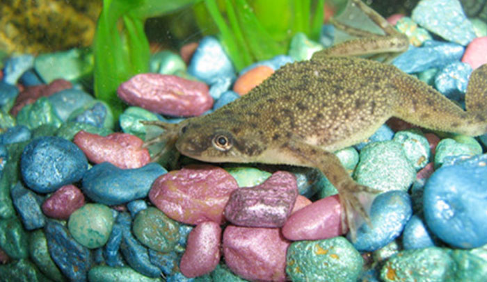 Behavioral Signs of African Dwarf Frogs