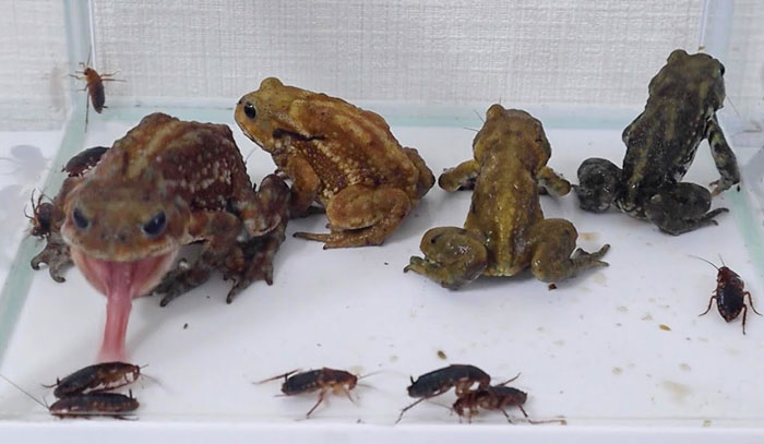 Benefits of Feeding Roaches to Frogs